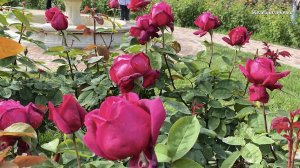 Сочи. Розарий в парке Ривьера. Роза Крайслер Империал