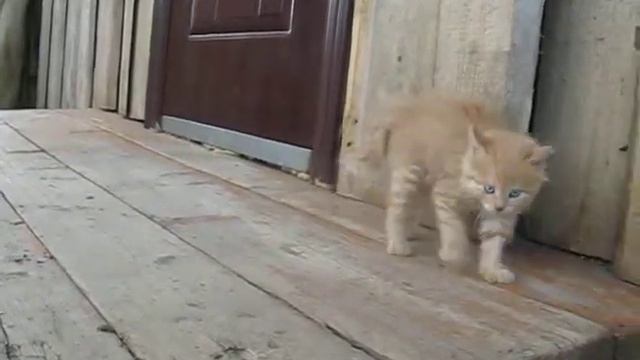 Прикольный котенок Лева 2 смотреть онлайн
