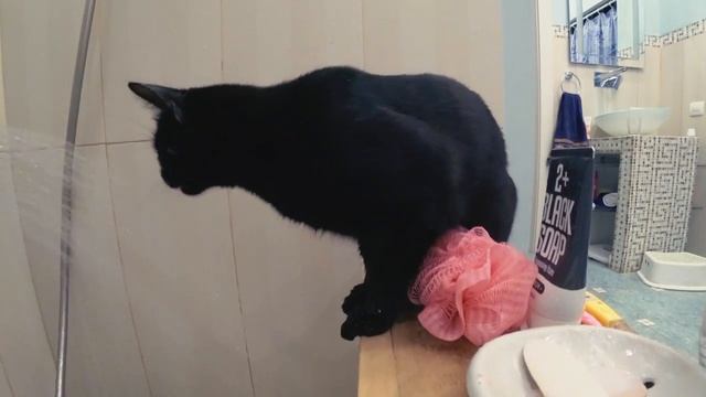 Кот в душе смотреть онлайн