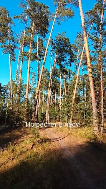 Полевая гвоздика! смотреть онлайн