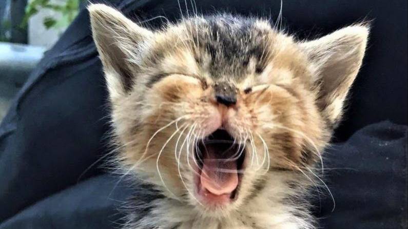 КоТэ смотреть онлайн
