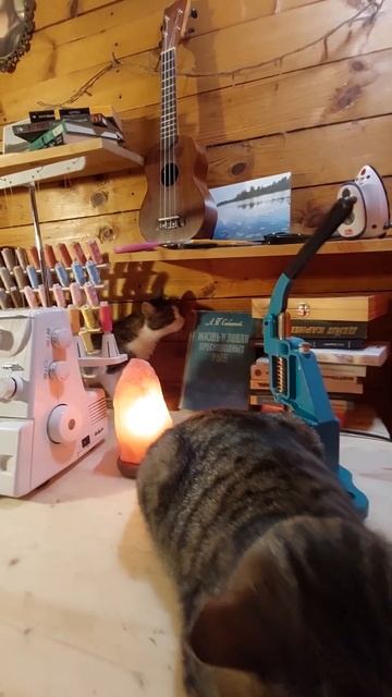 Кошки шьют одежду! 🐾❤ Cats sew clothes! #котики #cats