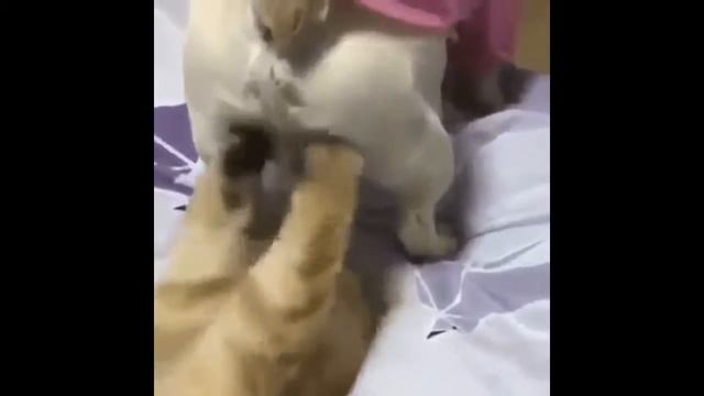 Смешные и короткие приколы ржал до слез смотреть онлайн