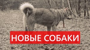 Новые собаки от А.К. Борисенка. Почему суки более проблемные собаки, чем кобели?