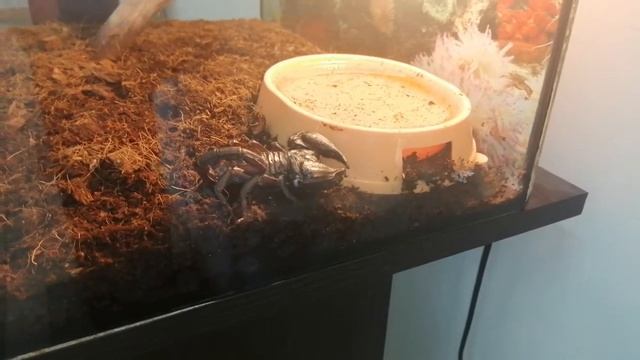 Экскурсия по выставке пауков в Уфе смотреть онлайн