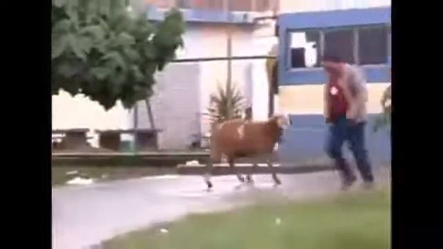 Злой баран прикол. смотреть онлайн