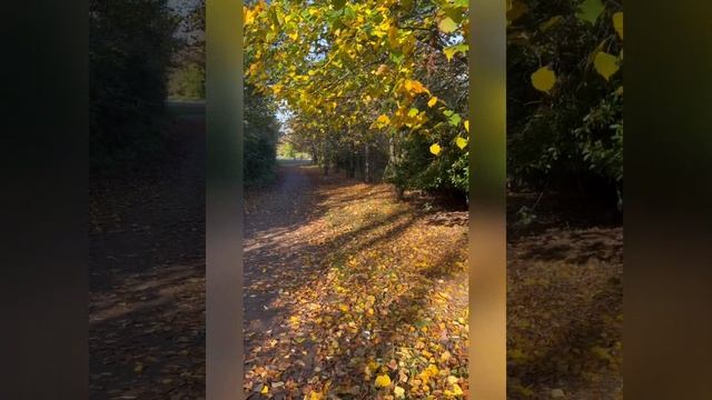 31 октября 2024, теплый день,картинка остается на память! смотреть онлайн