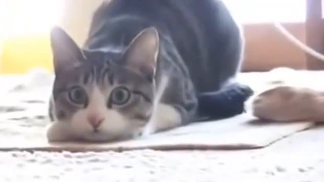 ДЕВУШКА КОШКА ГОТОВА К АТАКЕ | ЛУЧШИЙ ПРИКОЛ | JOKES LIFE смотреть онлайн