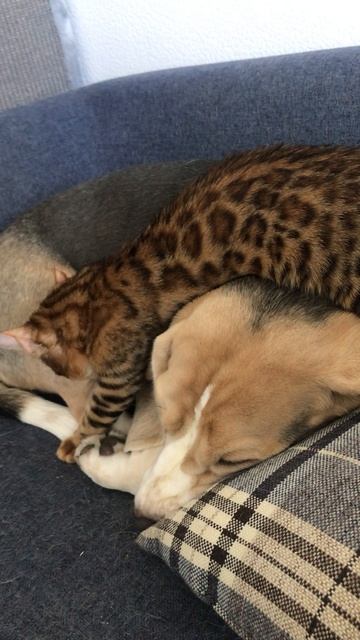 Нашла интересное место у собаки