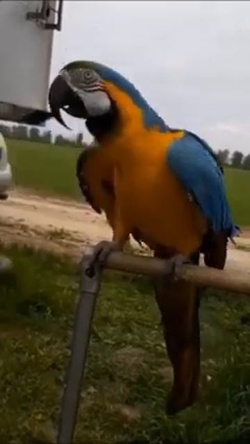 ПРОГУЛКИ НА СВЕЖЕМ ВОЗДУХЕ смотреть онлайн