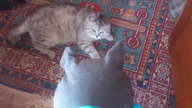 Кот испугался игрушки, прикол, животные, funny, cat, смотреть онлайн