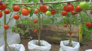 Супер метод выращивание помидоров в мешках с землёй