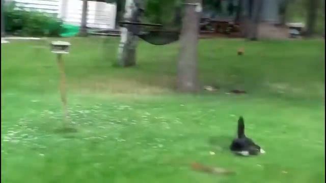 Лучшие приколы с котами на Youtube #3 | Funny cats compilation #3 смотреть онлайн