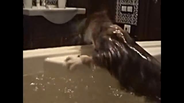 Приколы бесплатно Потрясающие кошки Fabulous cats смотреть онлайн