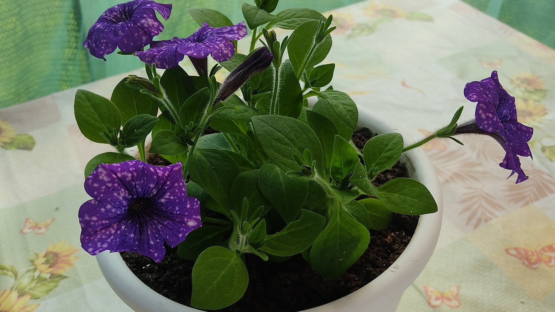 15-05-2025 Влог садовый и жизненный. Посадила петунии, утеплила теплицы, косила, падала с велосипеда смотреть онлайн