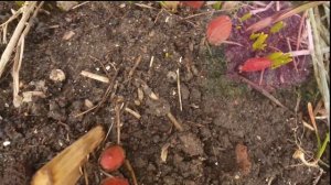 Пионы весной. Главная обработка от болезней. Сделайте