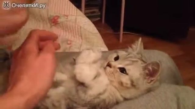 Ай, да Котик! смотреть онлайн