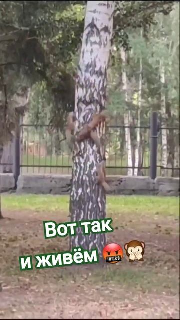 МОРАЛЬ СЕЙ БАСНИ ТАКОВА🤪 #приколы #ютуб смотреть онлайн