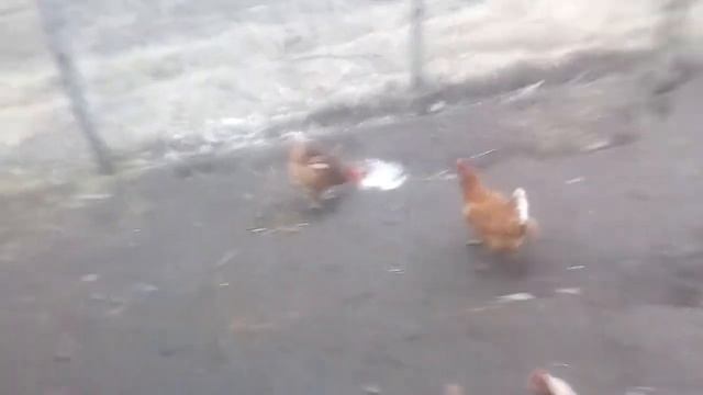 Птичку жалко. смотреть онлайн
