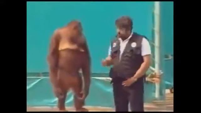 Смешные Обезьяны видео смотреть, приколы, РЖАКА!!! смотреть онлайн