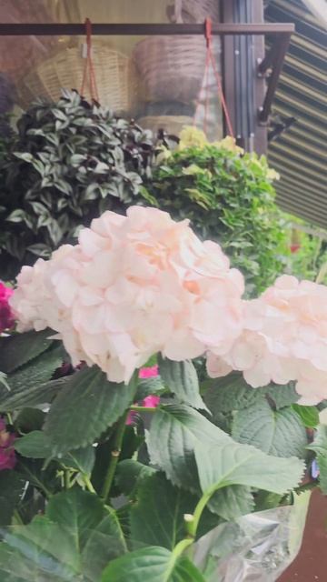 🌺🌺🌺 Белые гортензии в Сочи‼️🌺🌺🌺 #цветы #гортен? смотреть онлайн
