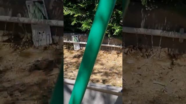 Огород француза с высокими грядками #жизньвофранции #e смотреть онлайн