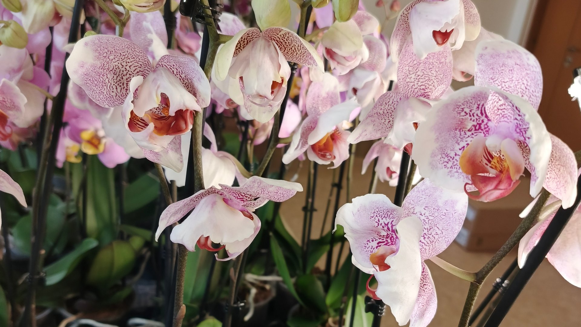 Проорхидеи. Новая поставка орхидей от 14.05.25 смотреть онлайн