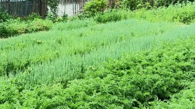 лук -укроп -морковь- кинза смотреть онлайн