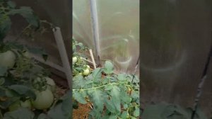 Томаты в теплице. Макушки стеблей стали тонкими. Помог
