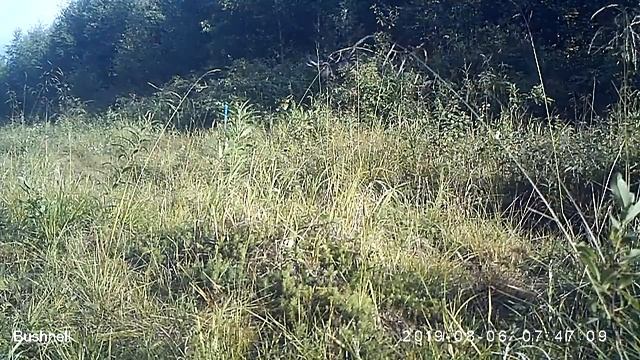Лоси 06 08 19 смотреть онлайн