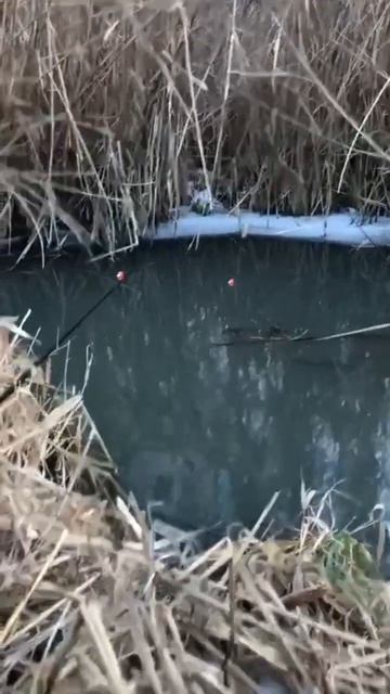 зимняя рыбалка в Чечне.#рыбалка #рыбалка#карась#поплав