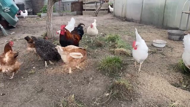 ДОМАШНИЕ КУРЫ