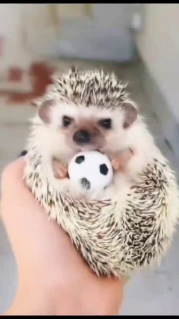 Обои на телефон Ёжики🦔🥰Пишите про что ещё сделать)#yo смотреть онлайн