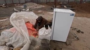 07.03.2025 Во время встречи с Азаде у Гадира была бесстыдная просьба о Тайебе. 🥺😞