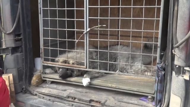 Николаевские голуби. г. Николаев Ярмарка 30. 03. 2019. смотреть онлайн