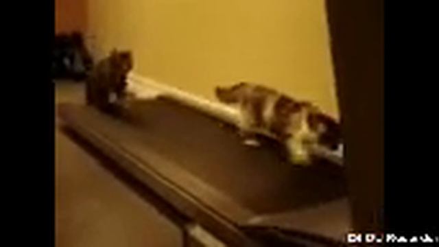 Приколы смотреть онлайн