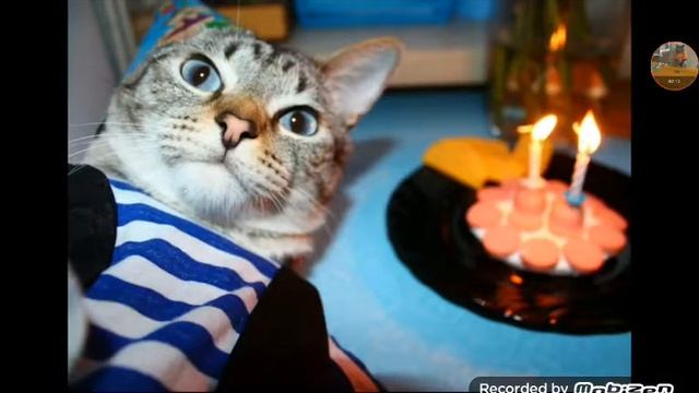 Коты и магия приколы смотреть онлайн