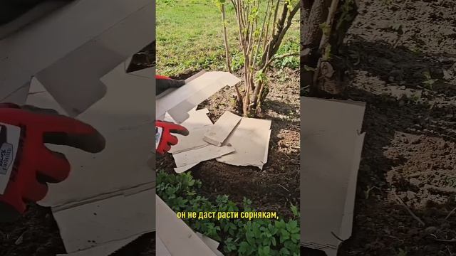 Как избавиться от сныти без химии? Надежный рабочий способ смотреть онлайн