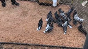 Ярмарка голубей в Самаре (2 часть)