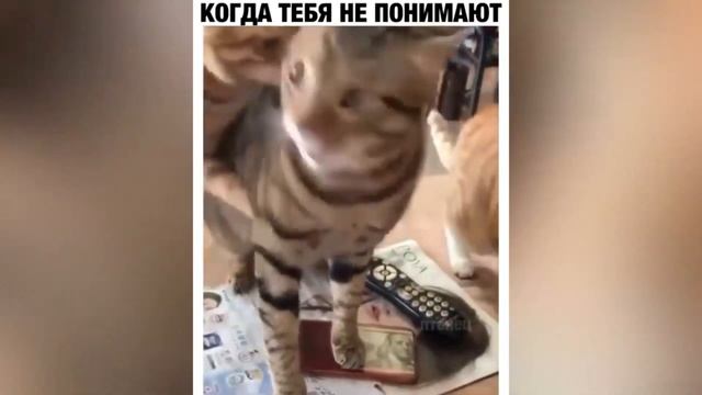 😂😂😂Тест на психику.Засмеялся подписался десять минут смеха.ЛУЧШИЕ ПРИКОЛЫ 2020.😂😂😂 смотреть онлайн