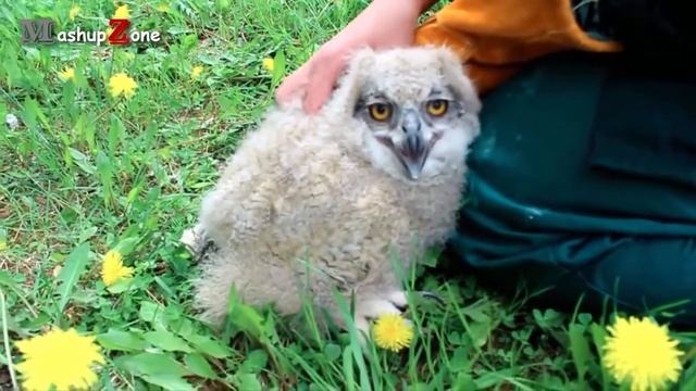 Смешные видео с совами)))) смотреть онлайн