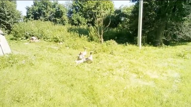 У БАБУШКИ в ДЕВЕВНЕ Тизер смотреть онлайн