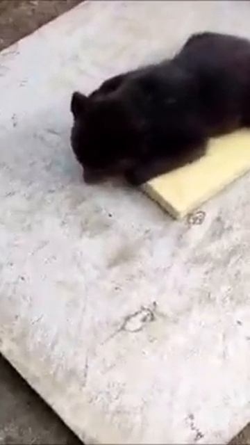 ПОПЫТКА НЕ УДАЛАСЬ смотреть онлайн