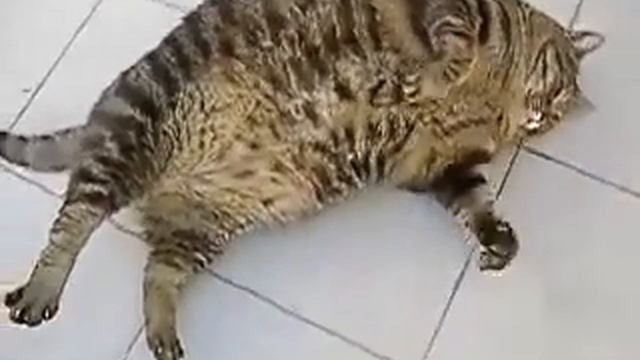 Бесплатные приколы про животных смотреть онлайн