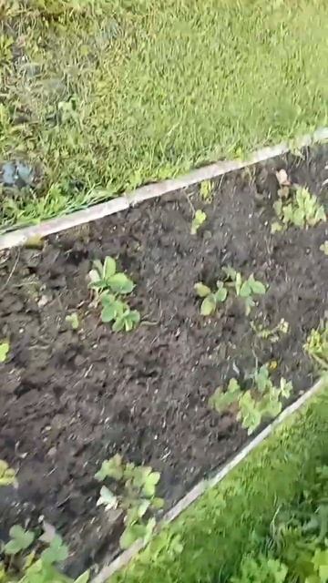 Растение против зомби клубники и кабочки. смотреть онлайн