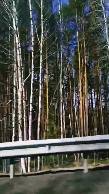 Бегущие берёзы, р. Красная. #mamazuzu #nt #birch #forest смотреть онлайн