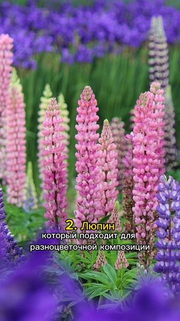 Самые неприхотливые цветы для сада ? Топ 5 красивых цве смотреть онлайн