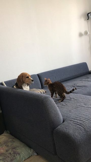 Рыся нападает на Кэндюху