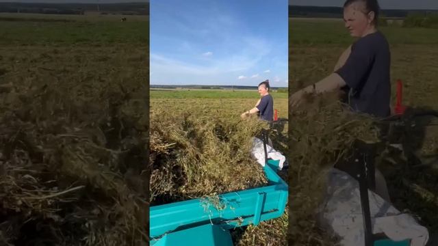👩🌾Третий укос сена собрали #сено #дети #чувашия #ле? смотреть онлайн