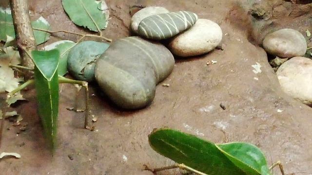 Московский зоопарк. Гигантский папуанский кузнечик.